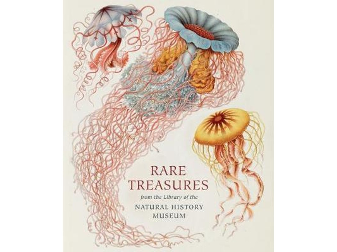 Rare Treasures by Judith Magee (English)