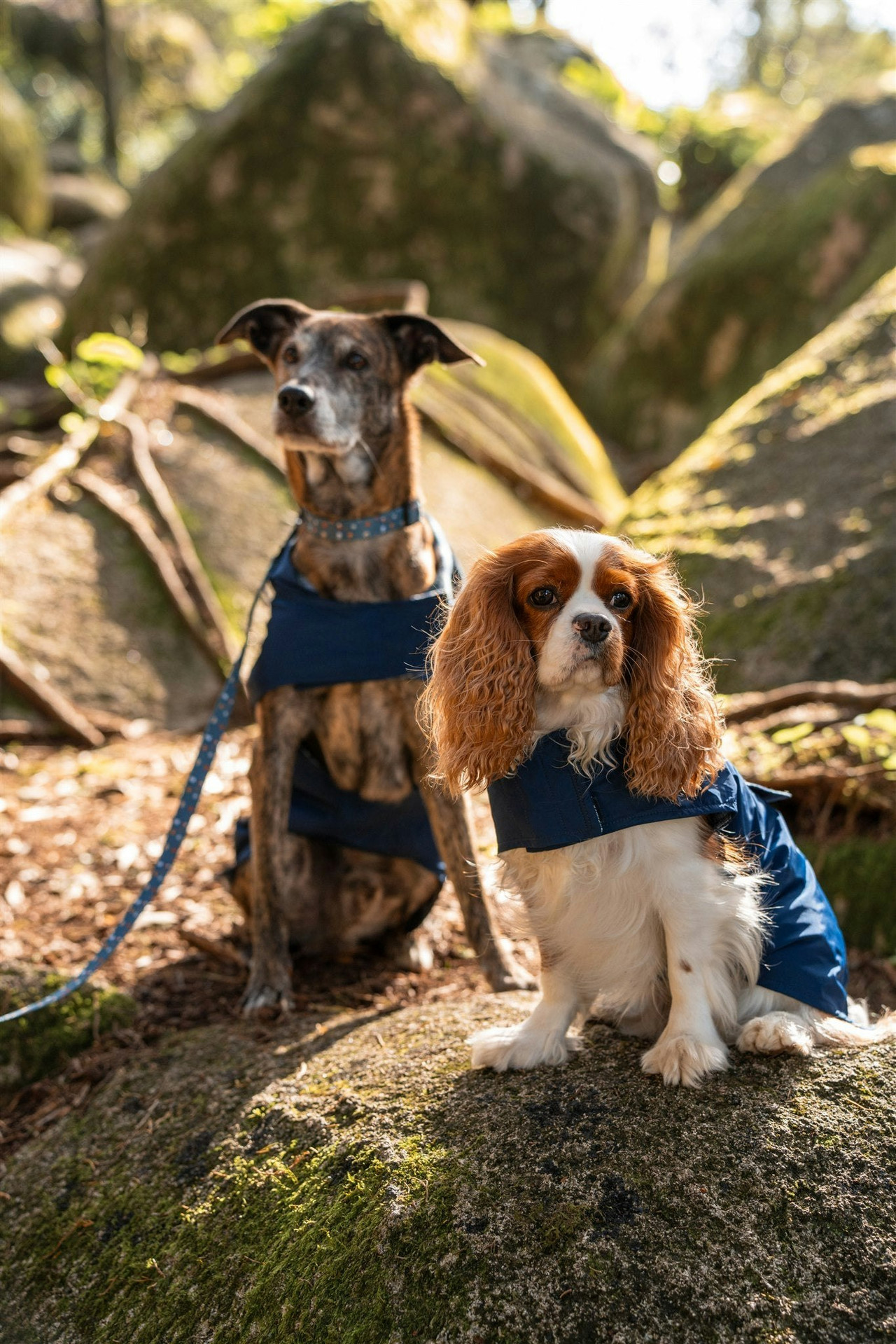 Gabardina impermeable para perro con capucha