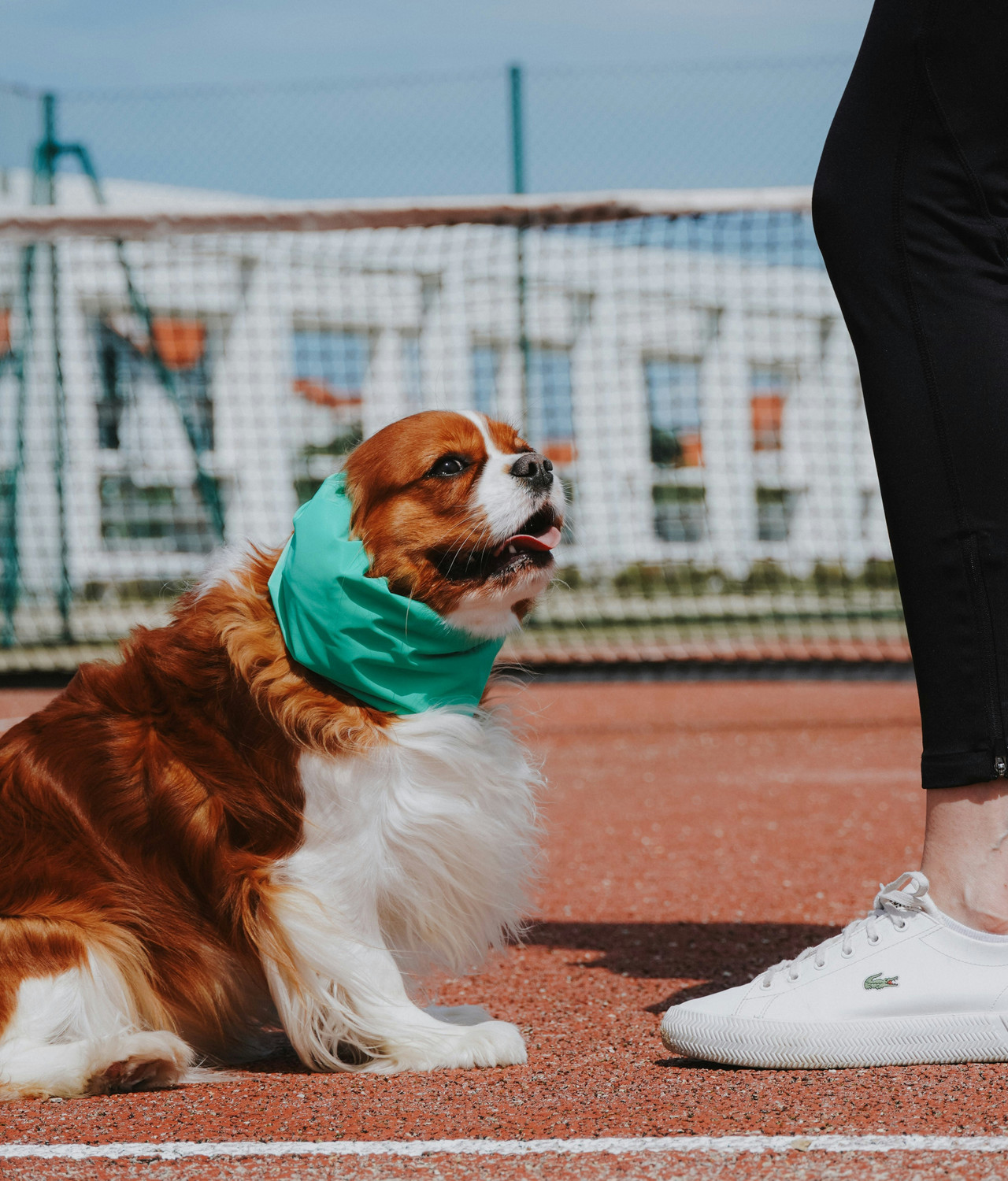 Snood Sport Chic protector de orejas para perros