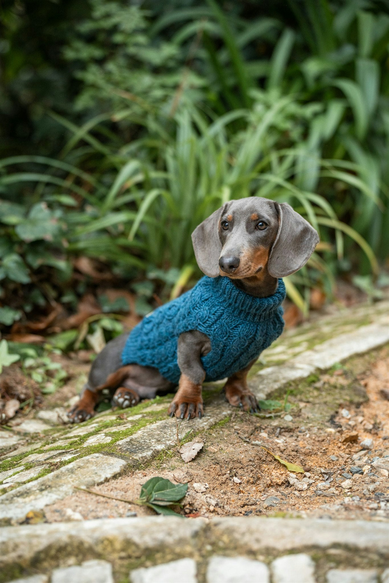 Sleeveless dog pullover thick knit high neck