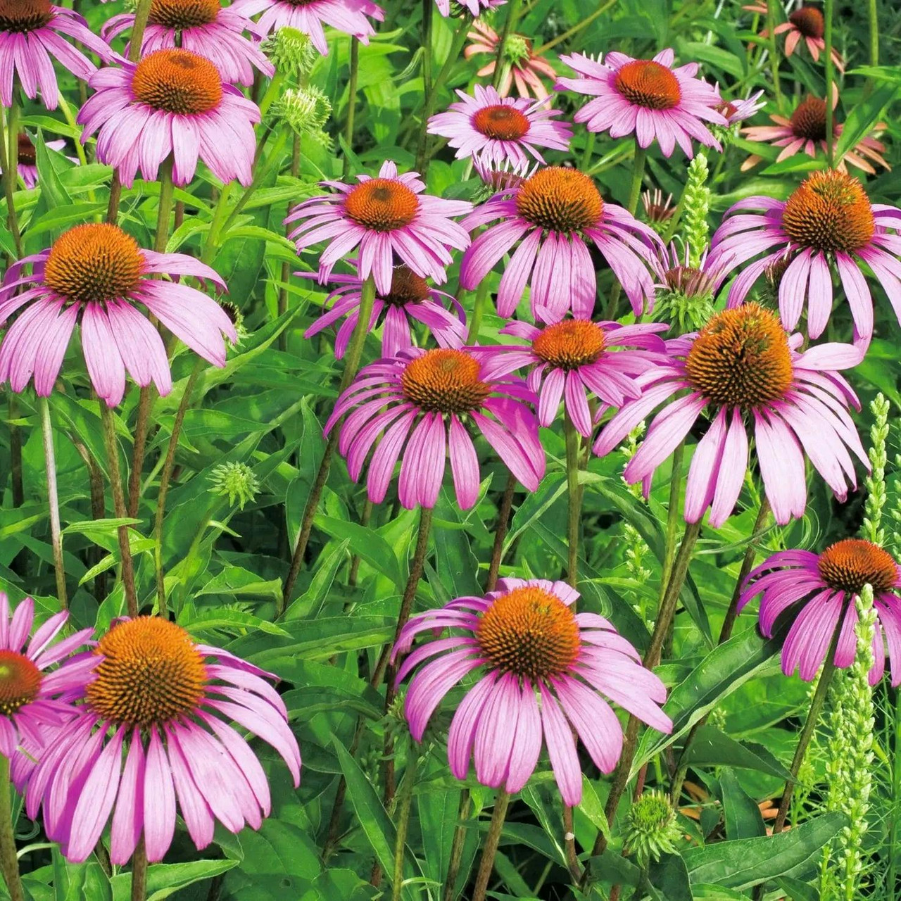 Semillas de Equinácea (Echinacea purpurea) 10 g