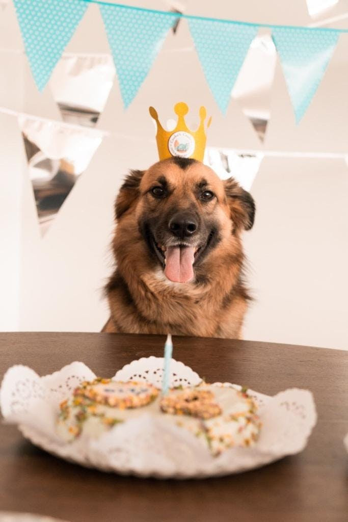 Wonder Box - Barkday