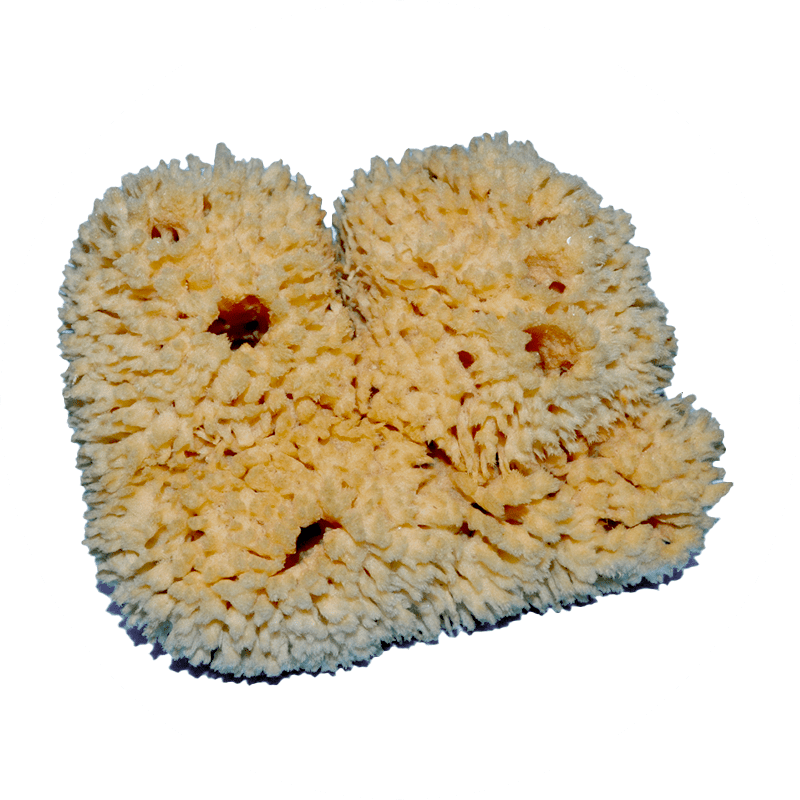 SpongesNatural Sponges Window Cleaning Supplies & Tools Harry Falk