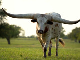 G&A Country Club Ranch - Trophy Longhorns
