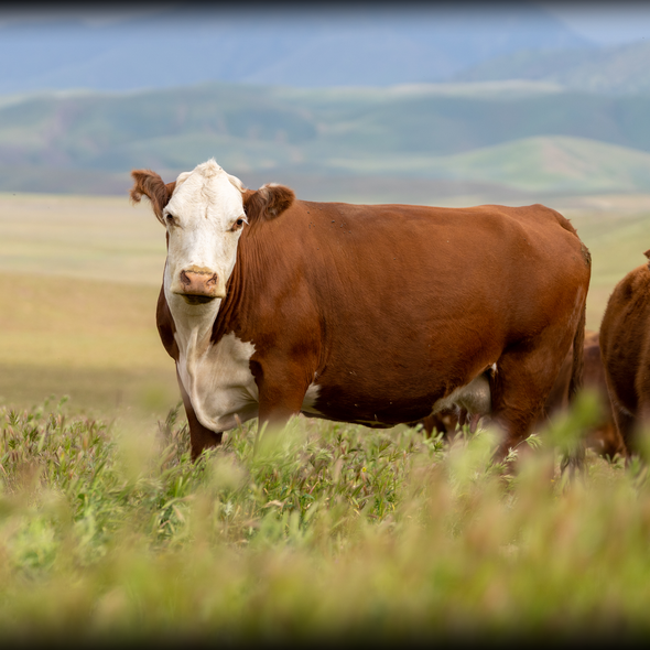 Hereford Ear Tag 188 - Whole Beef Hereford Ear Tag 188 - Whole Beef
