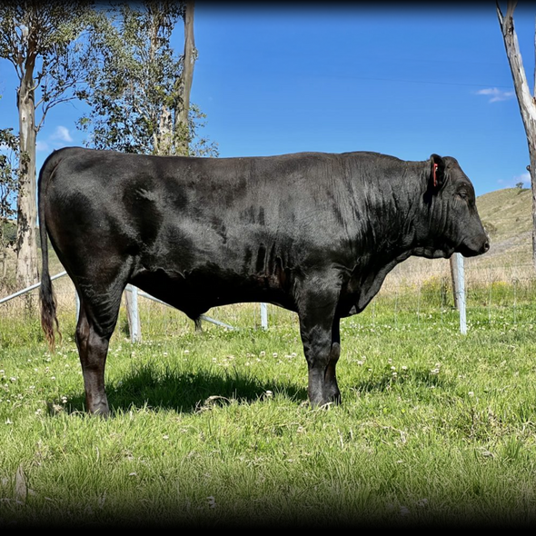 Twin G Ranches American Wagyu