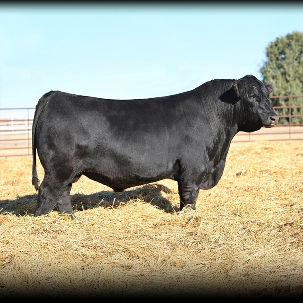Black Angus