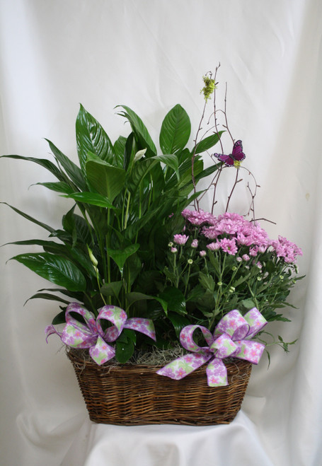 Blooming Mum and Green House Plant Double Basket from Enchanted Florist. Our beautiful and luscious double basket with one green house plant and one blooming plant arrives in a wicker basket and is accented with various ribbons and branch with a butterfly flying about. 
Approximately 26"H x 22"W
SKU 457