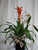 Tropical Bromeliad Plant in Black Cube from Enchanted Florist. The bromeliad is a hardy, easy to care for plant and will delight the day of the recipient. One of our most popular green plants, our bromeliad arrived in this black cube and is accented with ribbons, branches and butterfly. 
SKU RM401