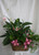 Pretty in Pink Double Basket of Green Plants from Enchanted Florist. The classic peace lily, or spathiphyllum plant  plus a pothos ivy in a double basket for double the gift. It includes fun pink decorations and will impress any pink lover. SKU RM407