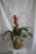 Tropical Bromeliad House Plant in Urn from Enchanted Florist. A tropical plant your special someone is sure to love. A elegantly decorated bromeliad with curly willow arrives in an upgraded ceramic urn complete with decorations a 2 lady bugs. 
SKU RM430
