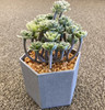 Artificial Blooming Succulent (7" Tall) While Supplies Last*