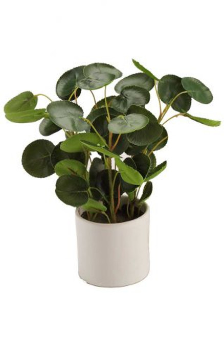 Baby Rubber Plant (11 inch)