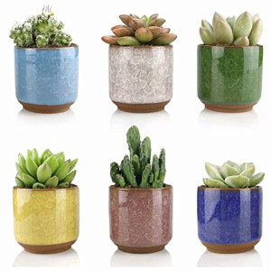 Mini succulents in a variety of color options. Light blue, white, green, yellow, brown, and dark blue.