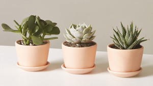 3 mini succulents in handmade Terracotta pots