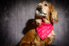 Against Breast Cancer Dog Bandana