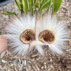 Bumble Bear Ears