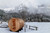 Golden Designs "Arosa" 4 Person Barrel Traditional Sauna -  Pacific Cedar - GDI-B004-01