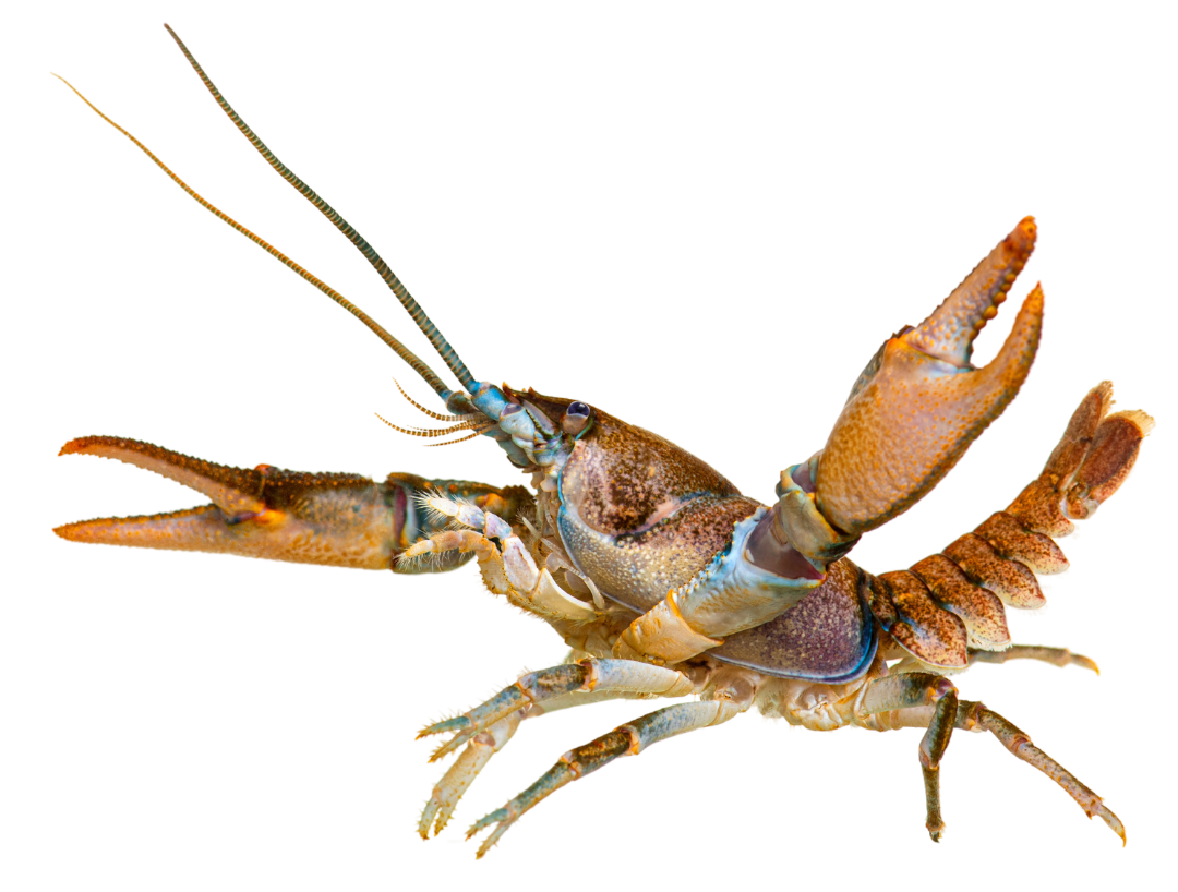 crawdad.png