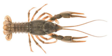 denver-tour-club-crawdad-adventure-camp.png