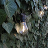 Tagra | Core Series | Connectable LED Festoon String | Black | 500mm Spacing | 40 Fixtures | IP44 | 20M - GLS_Clear_WW__67344__58377__11971.jpg