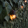 Tagra | LED Festoon Lamp | G45 Filament | 1700K - G45_Clear__47501__75897__01823.jpg