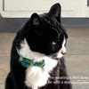 Cat Collar and Bow Tie - Meowie Wowie