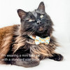 Cat Collar and Bow Tie - Meowie Wowie