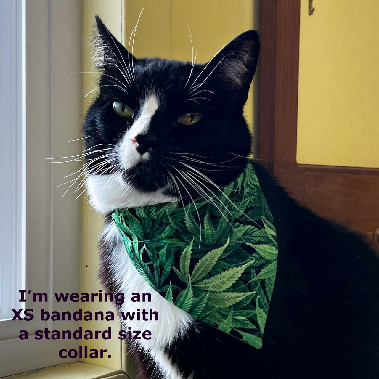 Cat wearing a pot leaf bandana