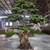Embrace the enchanting allure of an artificial faux life-size bonsai tree. Its brown trunk, meticulously crafted to mimic the organic texture and details, adds a touch of authenticity. The vibrant green foliage, intricately designed with lifelike precision, creates a lush canopy of tranquility. This remarkable bonsai tree exudes timeless elegance and brings the serenity of nature to your space without the hassle of maintenance. A captivating centerpiece that adds a touch of Zen-inspired beauty to any room or garden, perfect for those seeking the essence of a life-size bonsai with the convenience of artificial craftsmanship.
