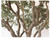 olive faux tree Introducing our olive faux tree, a stunning and lifelike artificial tree that brings the beauty of olive trees into your space. With its realistic foliage and intricate detailing, this faux tree replicates the natural charm of olive trees without the hassle of maintenance. It adds a touch of Mediterranean elegance to any room, creating a warm and inviting atmosphere. Crafted with premium materials, our olive faux tree offers durability and longevity. Enjoy the beauty and serenity of olive trees without the need for watering or pruning. Elevate your decor with the timeless allure of our olive faux tree.