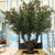 Orla: Extra Large Faux Olive Tree - Artificial Mature Olive Tree - Artificial Olive Tree Large