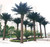 Elevate your space with Eilo's giant artificial palm tree, a stunning botanical statement that commands attention indoors or out. Standing tall and majestic, these lifelike palms reach heights of up to 6 meters, infusing any environment with tropical allure. Crafted with meticulous attention to detail, they boast realistic textures and vibrant foliage, bringing the beauty of the tropics to your doorstep without the hassle of maintenance. Whether adorning a hotel lobby, enhancing a resort landscape, or creating a lush backyard retreat, Eilo's giant artificial palm tree delivers instant impact and lasting elegance, transforming any space into a verdant paradise.