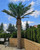Introducing Eilo's Giant Artificial Palm Tree, a majestic centerpiece for any landscape or interior design project. Standing tall and proud, this lifelike specimen captures the essence of tropical beauty without the hassle of maintenance. Crafted with meticulous attention to detail, from its realistic fronds to its sturdy trunk, this giant palm tree commands attention and infuses spaces with a sense of exotic allure. Whether gracing the foyer of a hotel, the courtyard of a resort, or the living room of a luxury home, Eilo's Giant Artificial Palm Tree brings a touch of paradise to any environment, making a lasting impression with its grandeur.