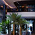 indoor artificial palm trees,  lifelike artificial palm trees
