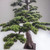 Enhance your home or office with a captivating faux bonsai tree, a symbol of tranquility and elegance. Crafted with precision, its lifelike appearance mirrors the intricate beauty of a real bonsai without the maintenance. Delicate leaves and carefully sculpted branches create a striking focal point, infusing any space with natural charm. Versatile in design and easy to care for, this artificial gem requires no watering or pruning, yet radiates everlasting beauty. Elevate your décor effortlessly with a faux bonsai tree, a timeless accent that brings the serenity of nature indoors, enriching your environment with grace and style.