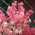 blossom artificial tree