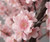 Premium pink artificial tree
Cherry Blossom Variations
Faux cherry blossom tree
Artificial cherry blossom tree
Pink sakura tree
Sakura artificial tree
Japanese cherry blossom tree decor
Cherry blossom indoor tree
Large faux cherry blossom tree
Luxury cherry blossom tree
Silk cherry blossom tree
Realistic cherry blossom tree