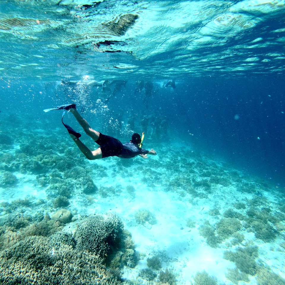 What not to Touch When Snorkeling