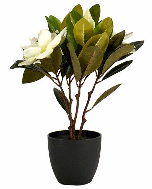 Coast To Coast 45cm 3 Flower Lily Magnolia In Pot-White