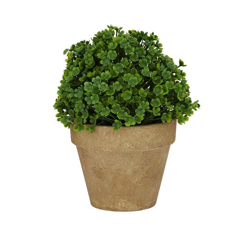 Coast To Coast Dicondra 15cm In Natural Pot 9x7.5cm