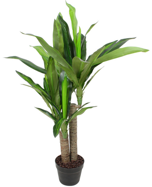 Maine and Crawford Potted 100cm Dracaena