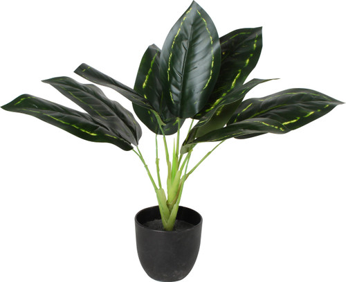 Maine and Crawford Pothos Plant In Plastic Pot