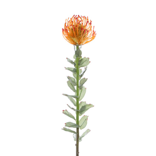 KochandCo Native Leucospermum Orange 70cmH