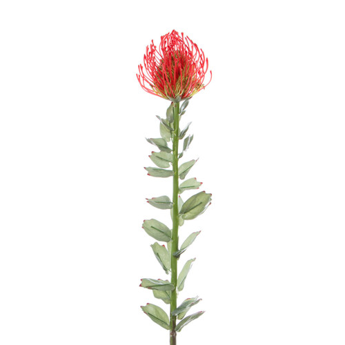 KochandCo Native Leucospermum Red 70cmH