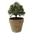 Coast To Coast Pittosporum 16cm In Nat Pot 9x7.5cm