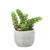 Florabelle Succulent in Pot 13cm