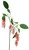 BottleBrush