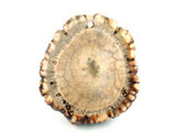 Elk Antler Natural Drilled Rosette