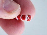 Soft Flex 8x13mm Candy Cane Ceramic Teeny Tiny Bead, 1 Count 